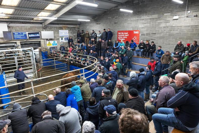 Watch: heifer weanlings hit €3,780 in Roscrea
