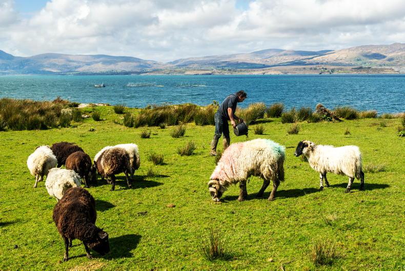 €10/ewe young farmer top-up sought by meat industry 