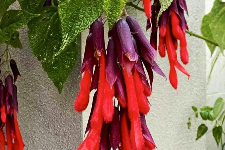 Gardening with Paul: sage advice for the gardener. 