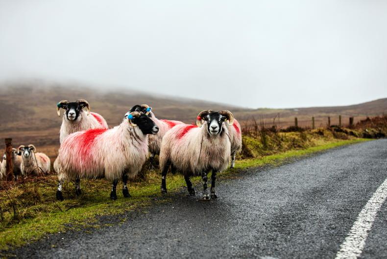 21 sheep stolen in Tyrone     