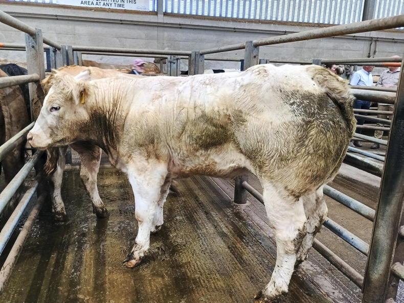 Cattle met with flying trade in Markethill