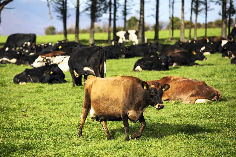 Department responds to Commission on derogation assessments