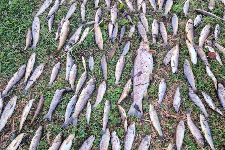 10,000 fish or more killed in River Blackwater