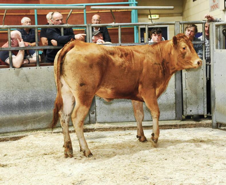 Store cattle prices up 66% in the last year