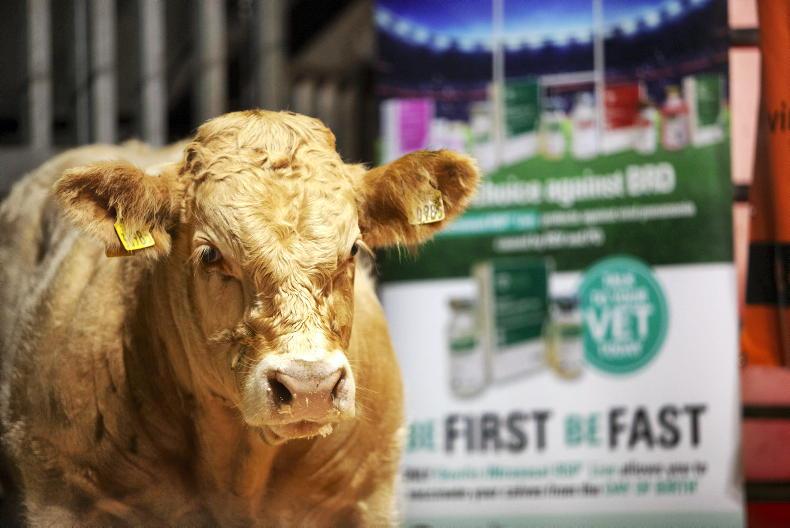 Beef Management: grass supplies, weaning and scanning spring calvers