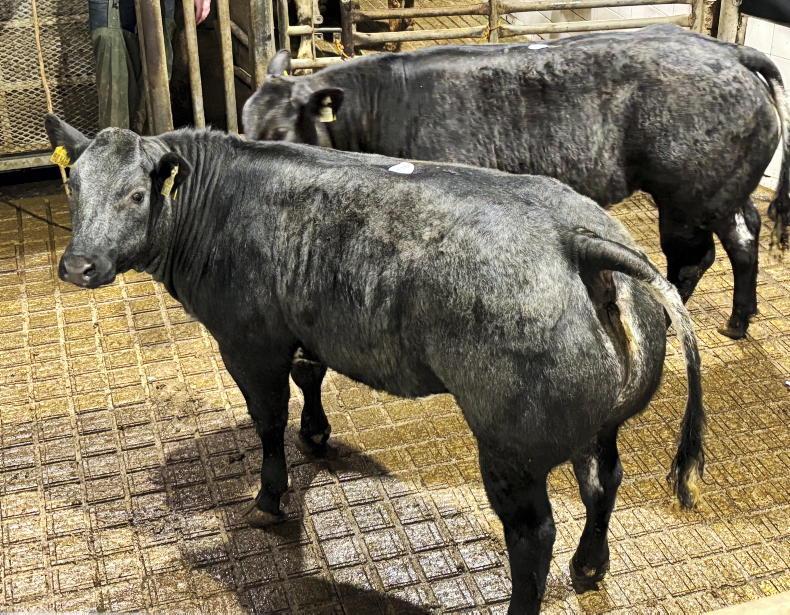 Martbids analysis: heifer weanling prices rise with special sales