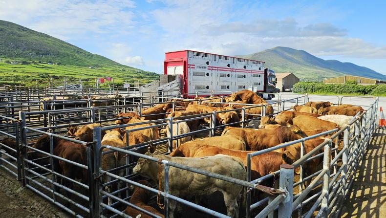 Red hot weanlings top €6/kg
