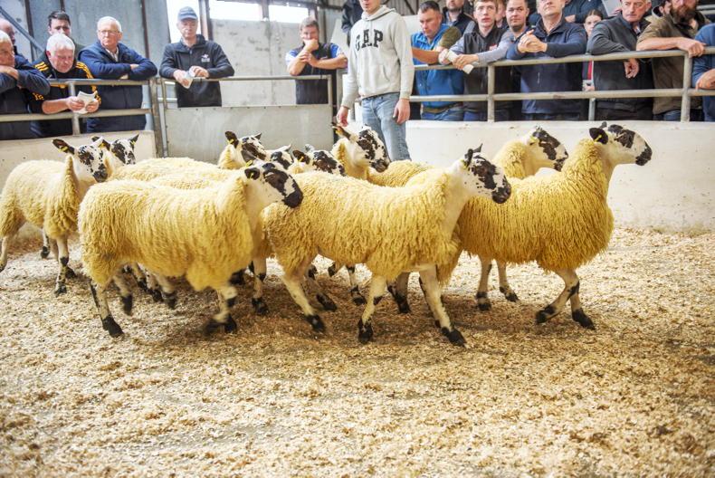 Mule ewe lambs sell to £400 in Ballymena