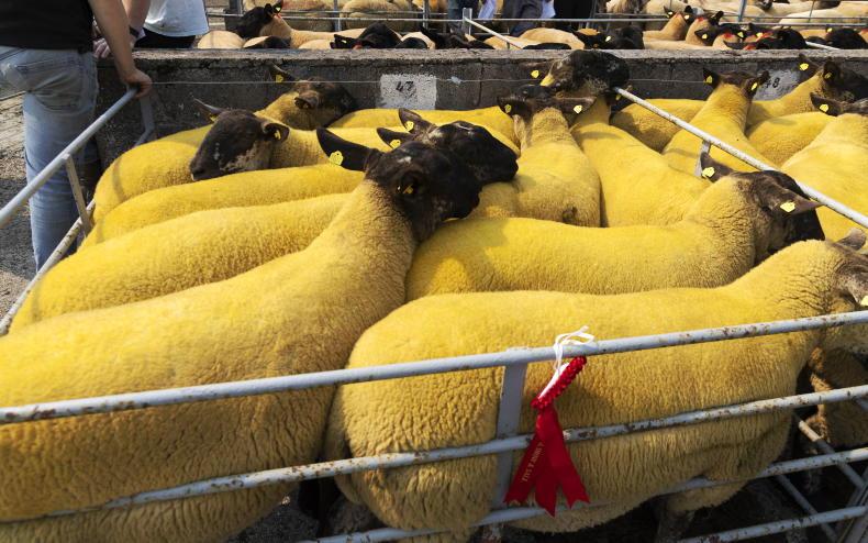 Records are smashed at breeding sales