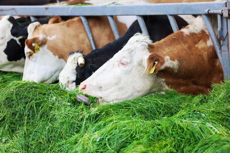 The Grass Week: building covers a tough ask for many