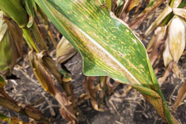 Rust could prevent big yields in US corn crop