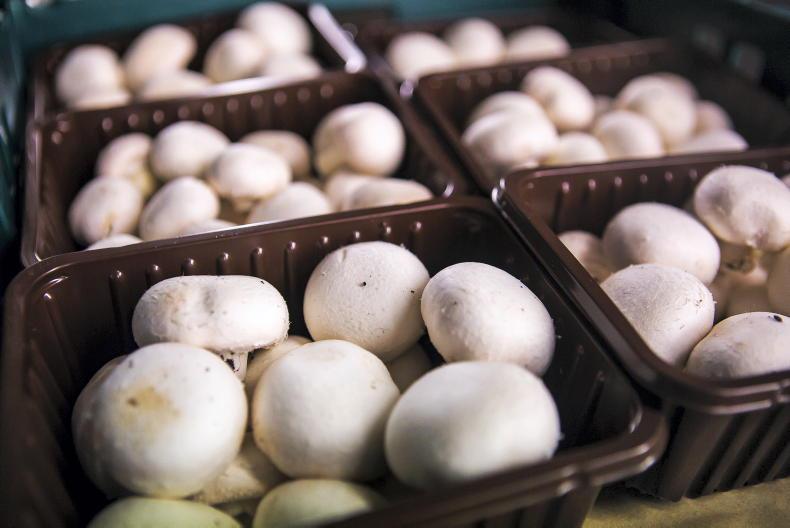 Agri Jobs: horticulture workers wanted on mushroom farm in Monaghan