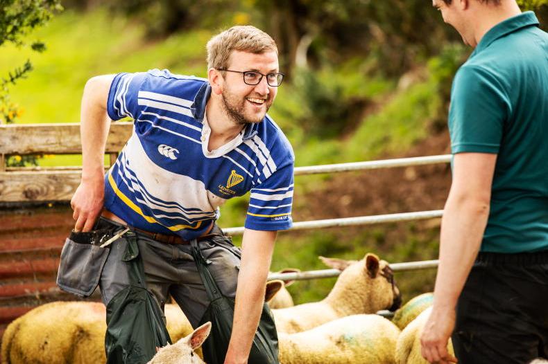 Young Stock Podcast: sheep, forage crops and the future of farming 