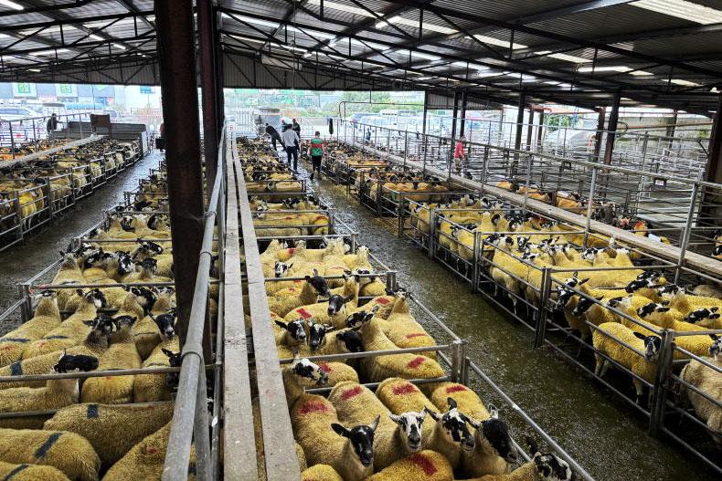 Watch: hoggets soar to €500 at Mayo Mule and Greyface sale