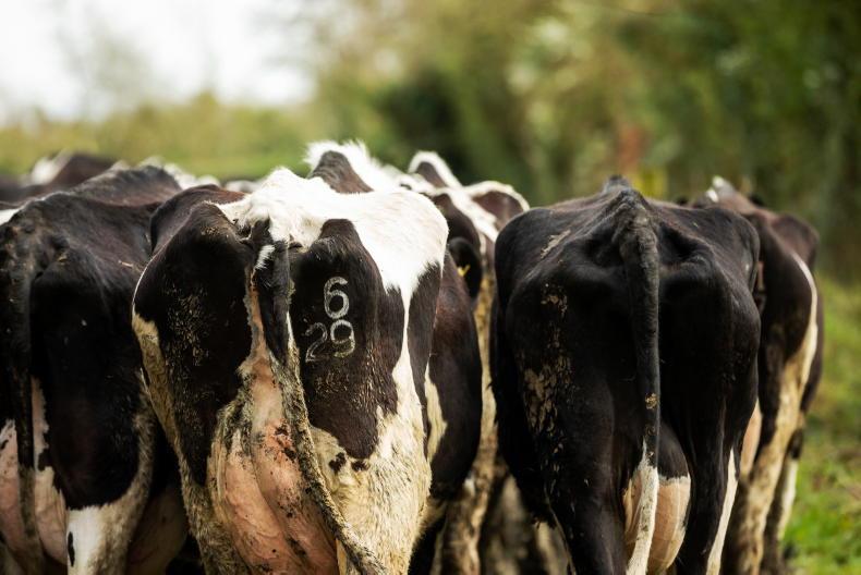 Tirlán offers meal rebate in bid to avoid 'sharp drop in milk output'