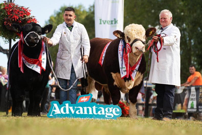 Angus bull wins inaugural ABP beef bull of the future championship
