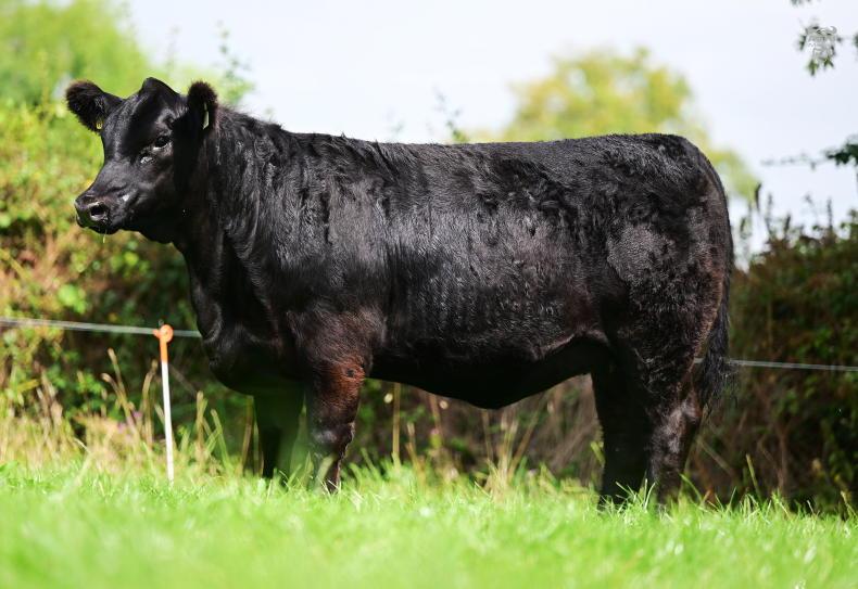 Black Diamond Sale to offer red and black Angus heifers