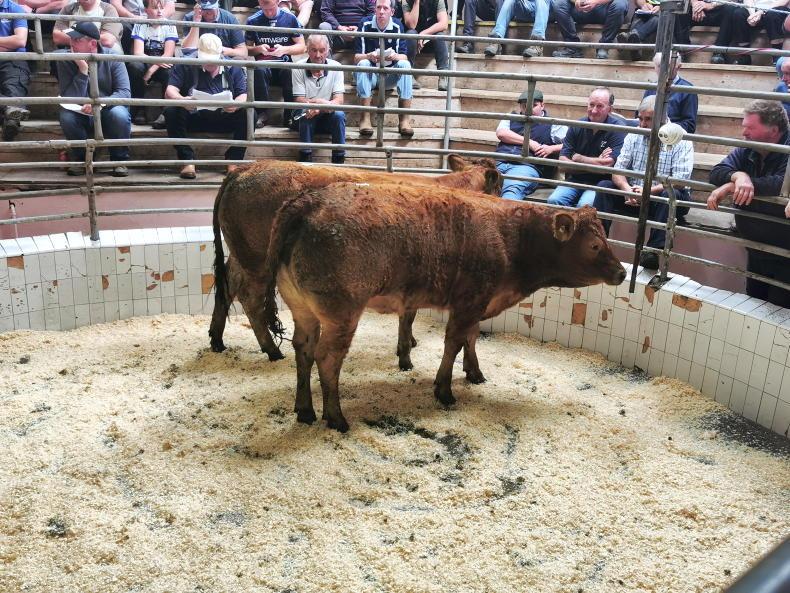 Camera at the Mart: gift of the gavel for Blarney Castle herd