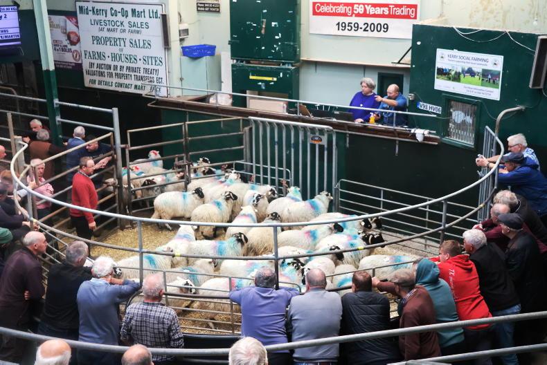 Camera at the Mart: store lamb trade sizzles in Milltown