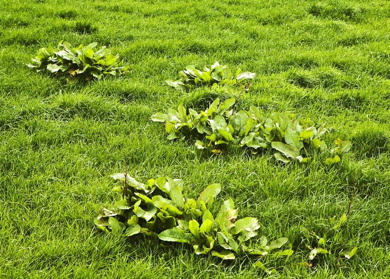 Farmer Writes: reseeds doing well as I keep an eye on docks