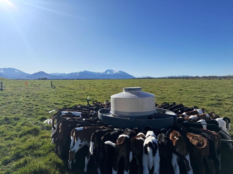 Milking 1,250 cows on a new farm in NZ