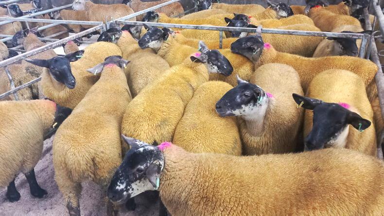 Ewe lambs up £65/head at Armoy Mart