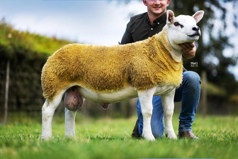Texel ram lamb hits 110000gns in Lanark