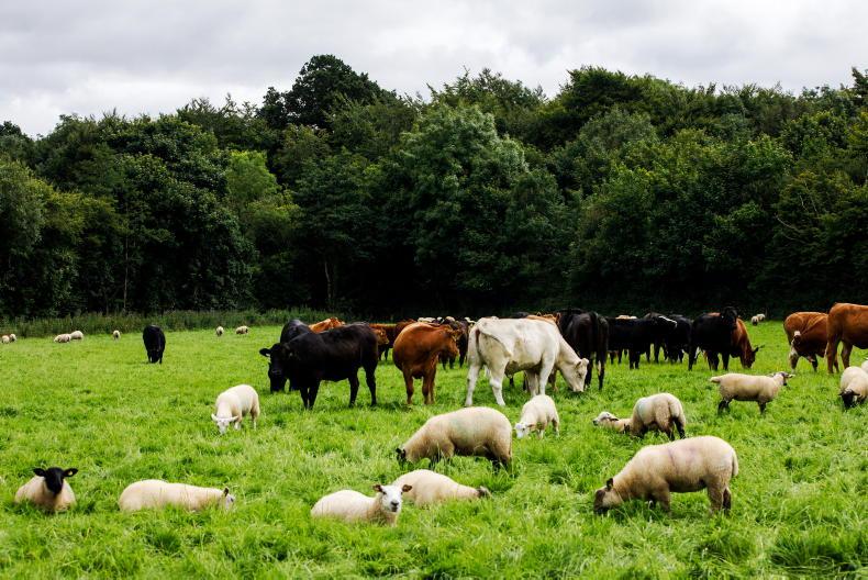 Teagasc store lamb finishing calculator update