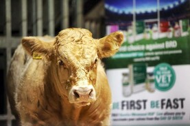 Achieving targets with healthy animals this autumn
