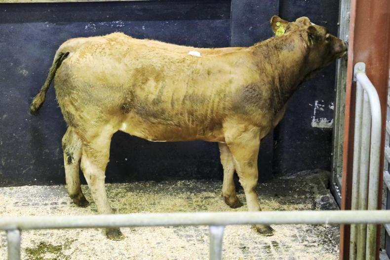 Camera at the Mart: lightning trade for weanlings in Gort