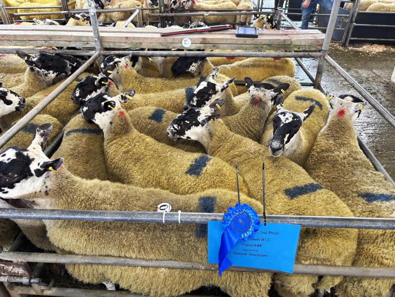 Camera at the Mart: records smashed at Mayo Mule and Greyface premier