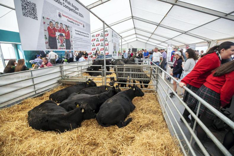 Certified Irish Angus competition