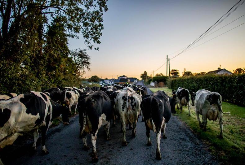 National Dairy Council reports €3m loss after VAT decision 