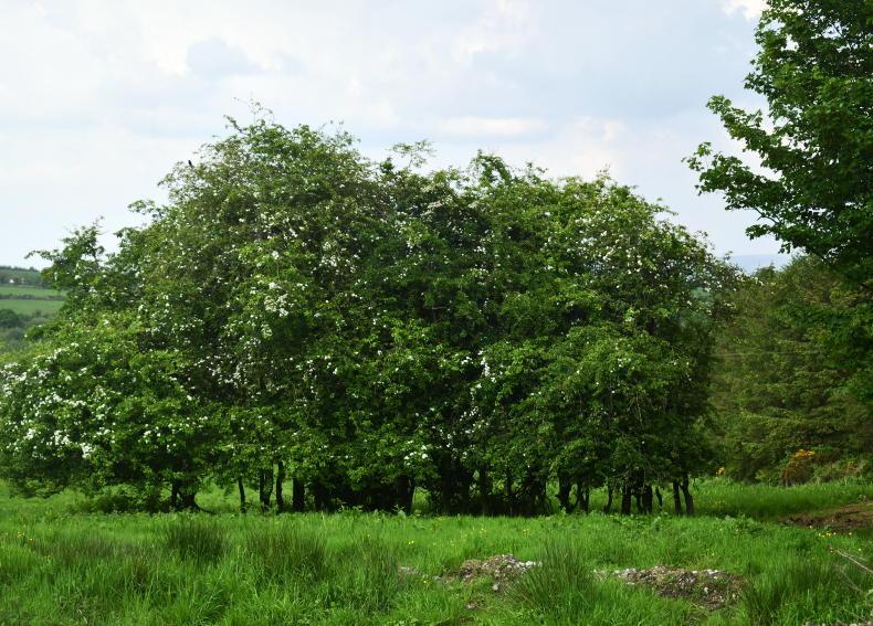 Farmers urged to let the hedges grow more