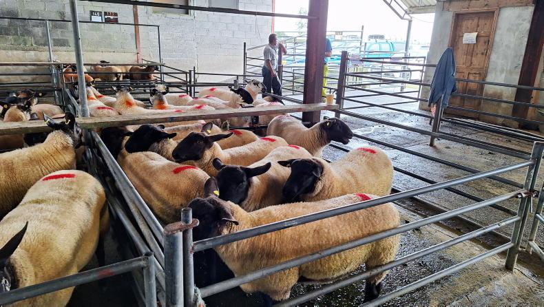 Sheep mart prices: finished lambs tracking factory price