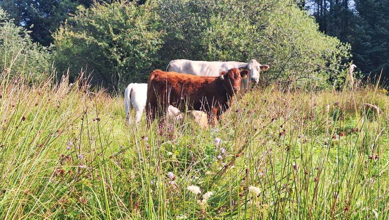 Final push for submission of ACRES scorecards