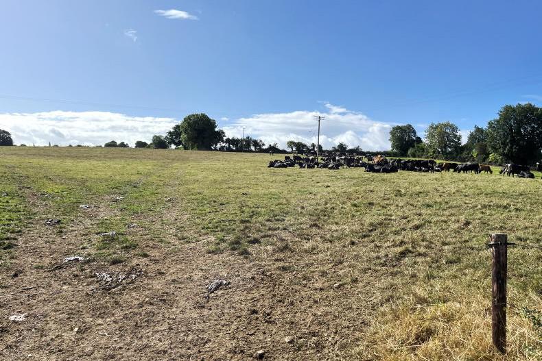 Dairy Management: feeding cows supplement and dealing with mastitis