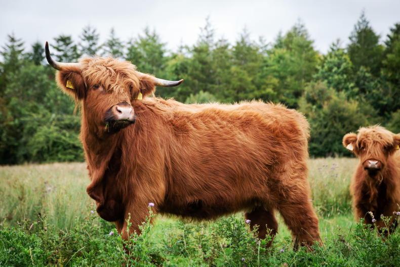 Stockperson role on Scottish island