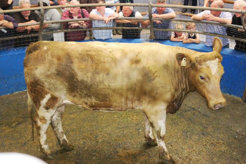 Martbids Database: light bull weanlings head for €7/kg
