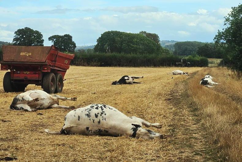 Cattle die from hemlock poisoning in England