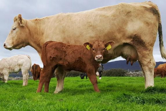 New suckler cow calculator for NI farmers