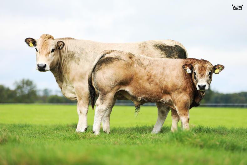 Grass + Beef: rainfall should help moisture-stricken farms