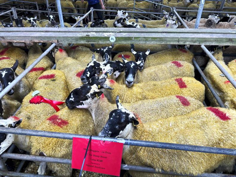 Top hoggets sell above €400/head