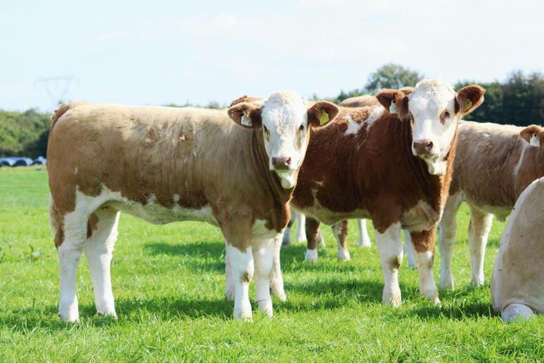 Keep a look out for the Simmental calf finals