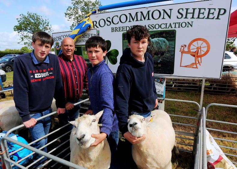 Inaugural sale of Roscommon sheep breed