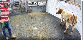 Watch: weanling heifers sell to top of €11/kg in Ennis special sale
