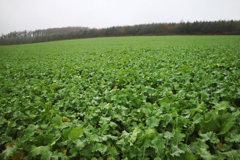 Catch crop deadlines fast approaching