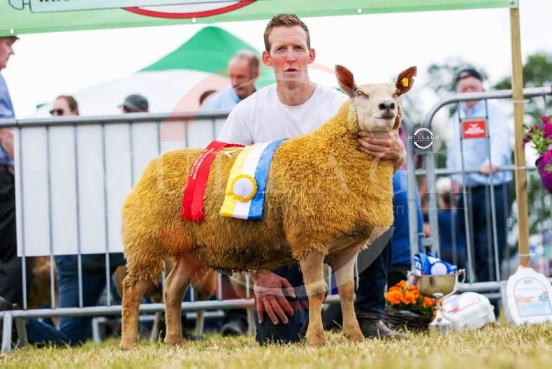 Charollais king for Kingscourt sheep farmer