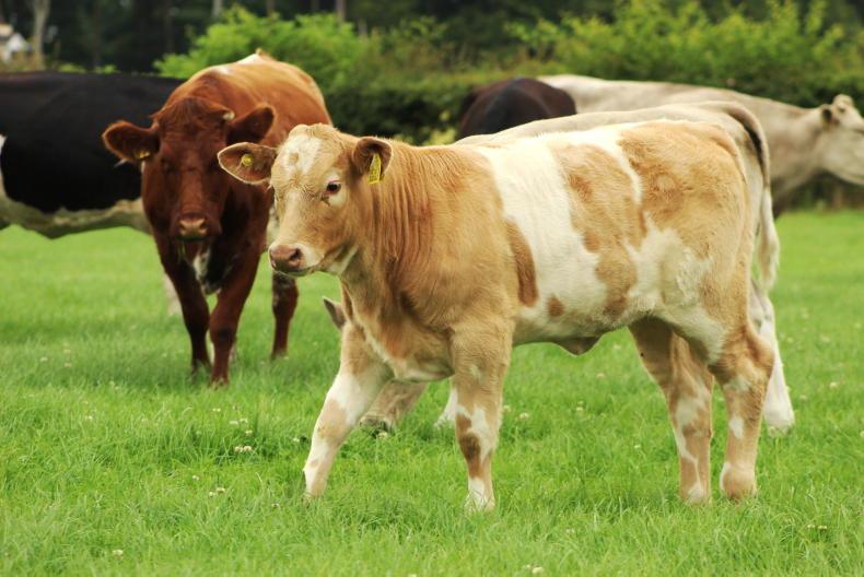 Farmers urged to monitor worm burden in weanlings at event in Ennis Mart