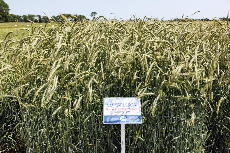 Rye: you need a market before you plant it